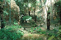 Aravalli Biodiversity Park, Fernary
