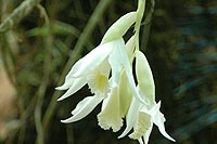 Aravalli Biodiversity Park, Orchidarium
