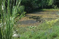 Aravalli Biodiversity Park, Water Body