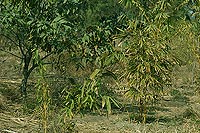 Yamuna Biodiversity Park, Delhi, Bambusetum