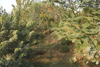 Yamuna Biodiversity Park, Delhi, Domesticated Biodiversity Zone