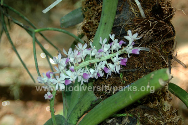 Aerides Multiflora - A Himalayan orchid species surviving in Orchidarium of ABP.