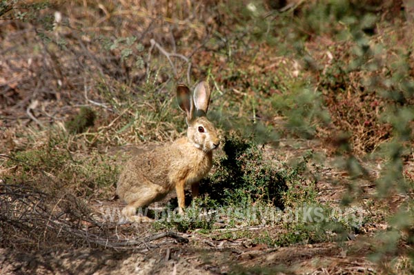 Indian Hare