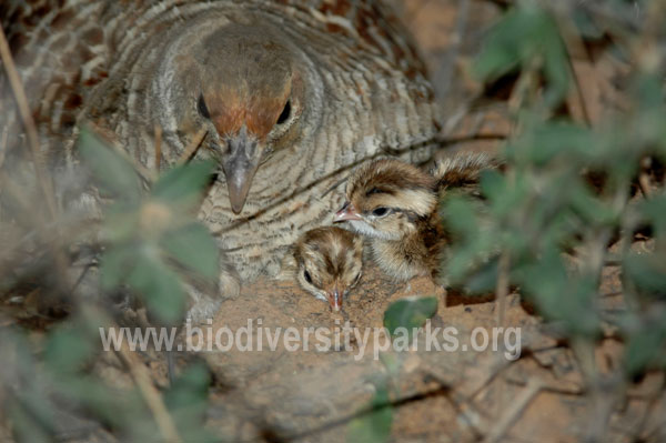 Partridge with Chicks