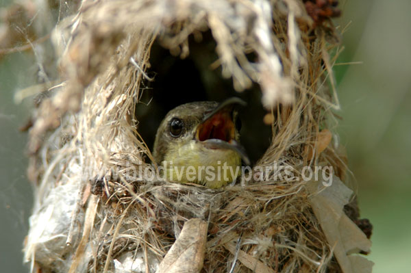 Sunbird in Nest